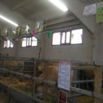 Feria Ganadera Cantavieja Asapi