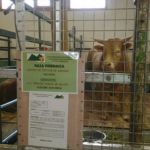 Feria Ganadera Cantavieja Asapi