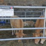 Expoferia 2019 ASAPI