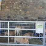 Expoferia 2019 ASAPI