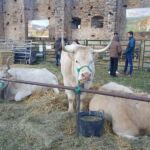 Ferieta 2019 ASAPI