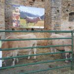 Ferieta 2019 ASAPI