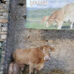 Ferieta 2019 ASAPI
