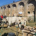 Ferieta 2019 ASAPI