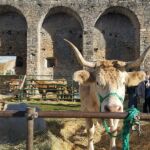 Ferieta 2020 Asapi Raza Pirenaica
