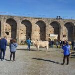 Ferieta 2020 Asapi Raza Pirenaica