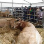 Feria Otoño Biescas 2019