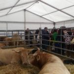 Feria Otoño Biescas 2019