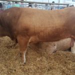 Expoforga 2019 ASAPI