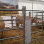 Feria Otoño Biescas 2019