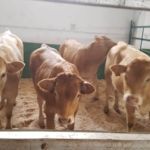 ASAPI RAZA PIRENAICA CANTAVIEJA 2021