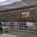 ASAPI RAZA PIRENAICA EXPOFERIA 2021