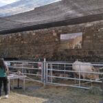 ASAPI RAZA PIRENAICA EXPOFERIA 2021