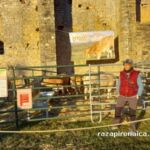 ASAPI RAZA PIRENAICA FERIETA 2023 ASAPI RAZA PIRENAICA FERIETA 2023