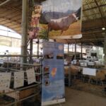 ASAPI RAZA PIRENAICA FEMOGA 2023 ASAPI RAZA PIRENAICA FEMOGA 2023