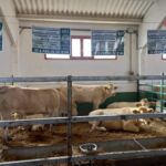 ASAPI RAZA PIRENAICA CANTAVIEJA ASAPI RAZA PIRENAICA CANTAVIEJA