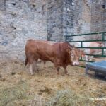 ASAPI RAZA PIRENAICA FERIETA AÍNSA 2025 ASAPI RAZA PIRENAICA FERIETA AÍNSA 2025