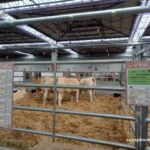 ASAPI RAZA PIRENAICA FIGAN 2025 ASAPI RAZA PIRENAICA FIGAN 2025