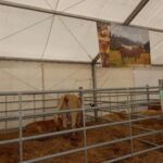 ASAPI RAZA PIRENAICA FERIA VALDEJALÓN 2025 ASAPI RAZA PIRENAICA FERIA VALDEJALÓN 2025