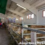 ASAPI RAZA PIRENAICA CANTAVIEJA 2025 ASAPI RAZA PIRENAICA CANTAVIEJA 2025